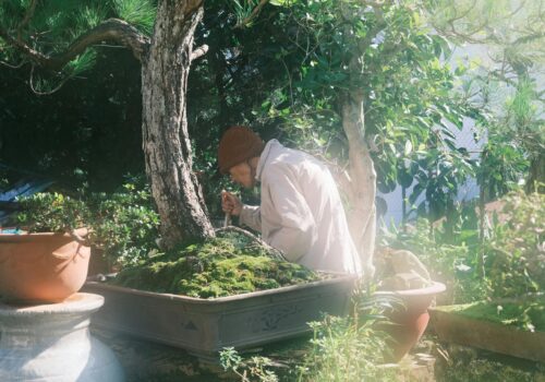 bonsai tree care