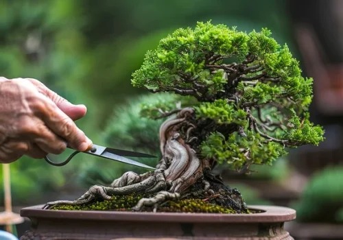 bonsai-pruning-art-stockcake