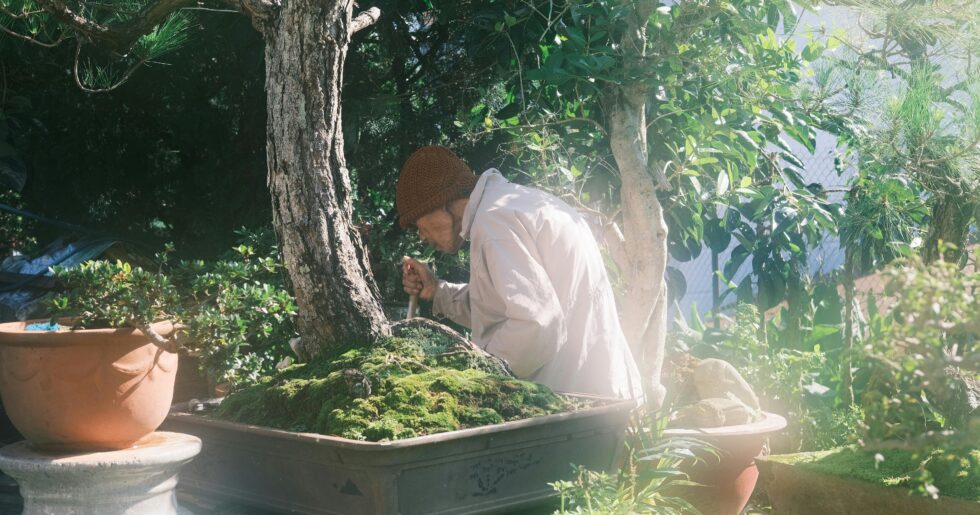bonsai tree care