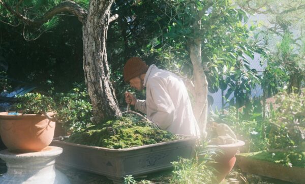bonsai tree care
