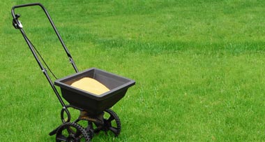 lawn-over-seeding-img1