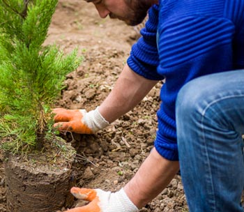 tree-shrub-planting-1