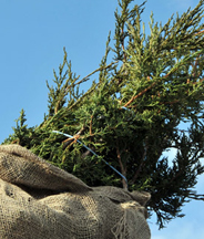 tree-wrapping-for-winter-protection-img1